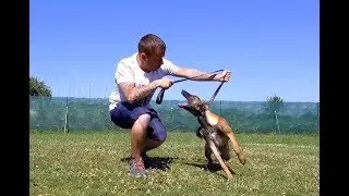 CHIOT MALINOIS 4 MOIS MORDEUR HUMAIN / ÉDUCATION CANINE NANTES / L'ACADEMIE DES CHIENS