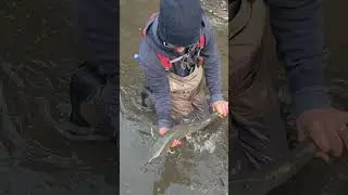 Big Bull Trout Caught Alberta