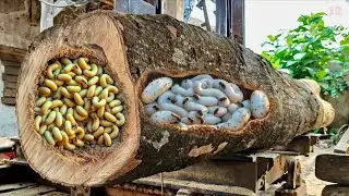 Sawing joar wood with beautiful fibers 
