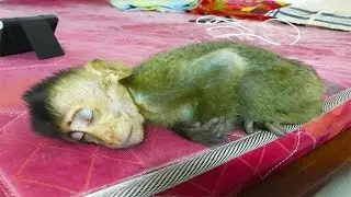 Cute alex sleep , Monkey Baby Alex want me live with him everyday