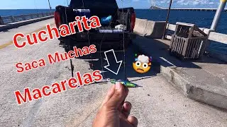 INCREIBLE CUCHARITA SACANDO LAS MACARELAS EN EL PUENTE SKYWAY DE TAMPA FL, TE LA RECOMIENDO AL 100%