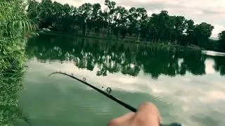 Nice Bass close to shore on Gary Yamamoto Kut Tail