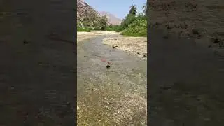 Il Cobra si fa il bagno!