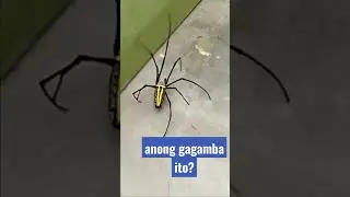gagamba/spider #shorts