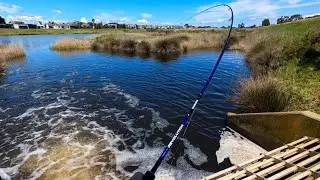 Epic Spring Bream & Estuary Perch Fishing