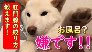 【第３２話　白柴犬ノンくん　慣れないお風呂に入る　肛門絞りもやりました！】