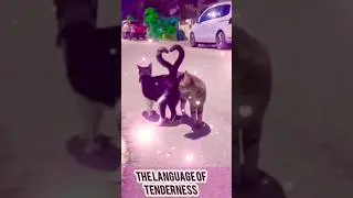 #funny #animalmischief #catlover #cat