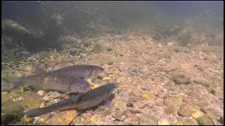 Fish fauna of Segre river