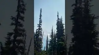 Abbott Ridge Trail | Glacier National Park | Bullets - Tuung | 4K Hiking Video