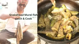 How to catch SNAKEHEAD MUREL with live small  fish bite. Murel - episode 1