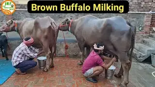 👍भूरी भैंस #Brown #Buffalo की Live Milking 👍(8295682733)👍Ramu गद्दी खेरी 👍