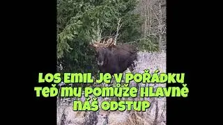 Los Emil je v poř&aacute;dku &ndash; teď mu pomůže hlavně n&aacute;&scaron; odstup