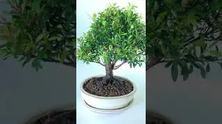 Syzygium Bonsai Tree - Fruiting & Flowering Bonsai [Excellence Range] #plants #bonsai #bonsaitree