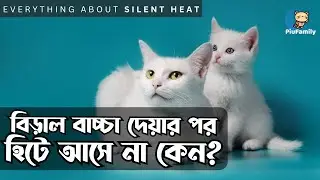 মেয়ে বিড়ালের বাচ্চা হবার পর পুনরায় হিটে আসে না কেন? বিস্তারিত... PiuFamily