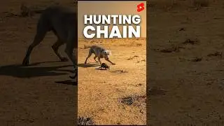 This Cat Was Hunting&hellip; But Didn&rsquo;t Know a Dog Was Watching 😹🐱🐶