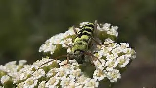 БИОСФЕРА: 231. Усач Люцерновый (Plagionotus floralis)