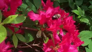 Bumble Bee at Nature Realm