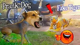 fake tiger and real dog most watch funny prank video #faketigerprank video