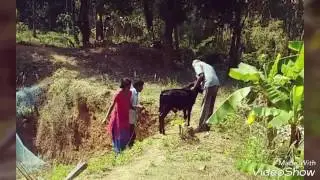Crampbuster for motorcycle ( throttle assist )