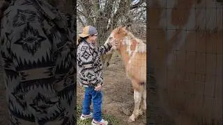 Friendships 🐴 Viral Sound #cowboy #farm #horse #rodeo #comedy #funny #shorts