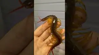 ☠️ Гигантская сколопендра