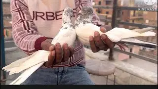 Ek bai ko di esi nasal jo yad rakhega bai dil nikal kar de diya bai home breed 8447579723