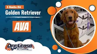 Golden Retriever | 6mon old | Ava | Best Dog Trainers Northwest Arkansas | Off Leash K9