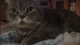 Hello my name is Gogy grumpy cat😱