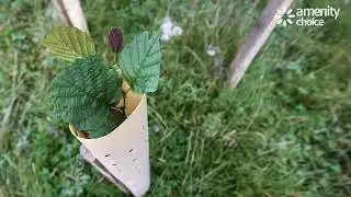 Tree Hugger&trade; Biodegradable Shelters - Sustainable Tree Protection - Amenity Choice