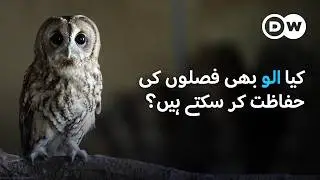 قبرص میں الوؤں کو کام پر لگا دیا گیا| DW Urdu |Owls on Duty: A Unique Practice in Cyprus