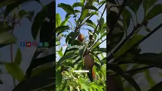 800/- Banana Sapota Jumbo Plant | Mundagara Karshika Nursery