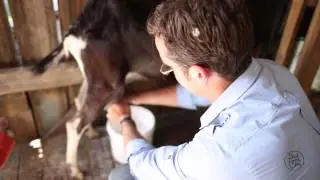 Top five foods to forage or source naturally - Best Home Chef