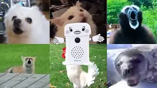 『呼び込み君』を動物さんたちが歌ってくれたよ