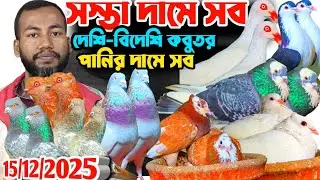 সস্তা দামে কিনুন লাহরী ডেনিশ রাজগোল্লা গিরিবাজ রেসার কোয়ালিটি সম্পন্ন দেশি-বিদেশি কবুতর কিনুন আজ 