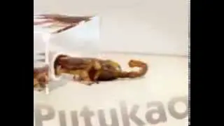 Putukad