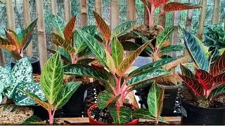 I honestly adore this houseplant | Petita Aglaonema Chinese Evergreen propagation and caring tips