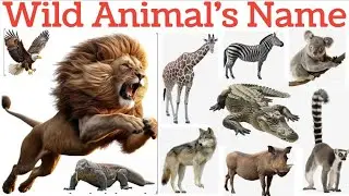 20 Wild Animals Name In Hindi and English | Learn the names of wild animals. Wild Animal's vocabu...