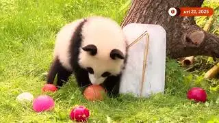 Berlin Zoo celebrates first birthday of twin baby pandas | REUTERS