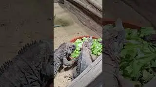 Leguane beim fressen 🦎#leipzigerzoo #leguan #leguanalltag