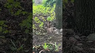 🇫🇮 #orava #белка #squirrel