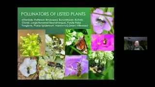 Using photography for pollinator surveys on nature preserves in west-central Illinois