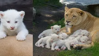 ¡Una Leona Da a Luz a 6 Cachorros - Pero el ÚLTIMO SORPRENDIÓ a Todos!