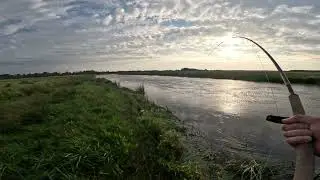 Skjern Å nedstrms Gjalbækbro - flot sommer laks