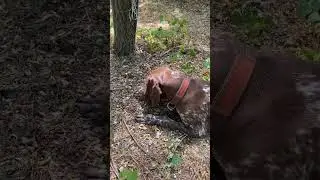 Вот такие охотничьи собаки