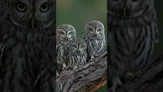 Three facts about Western Screech-Owls you probably did not know #owls #westernscreechowls