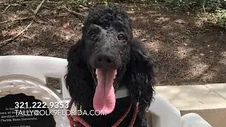 8 Month Old Standard Poodle 