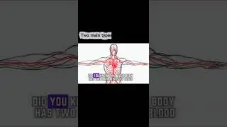 Two Different Type Vessels in The Body #anatomyfacts #scienceviral #healthycirculation #hearthealth