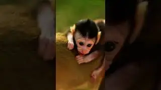 Baby Monkey Almost Slips &mdash; Mama Never Stops Walking 🐒❤️#MonkeyShorts #AnimalShorts #JungleLife