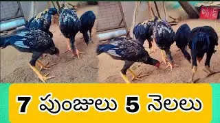 #KVR BREEDES#thanks to all 🙏#bhimavaram chicks#peru cross chicks#chicks#patta punjulu#birds#chicken