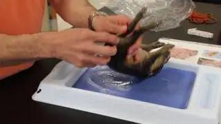 Fetal Pig: Intro & Day One